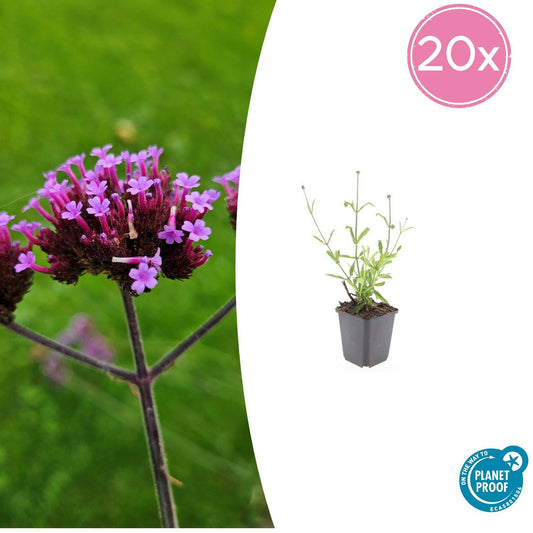 20x Verbena bon. 'Lollipop' - ↕10-25cm - Ø9cm