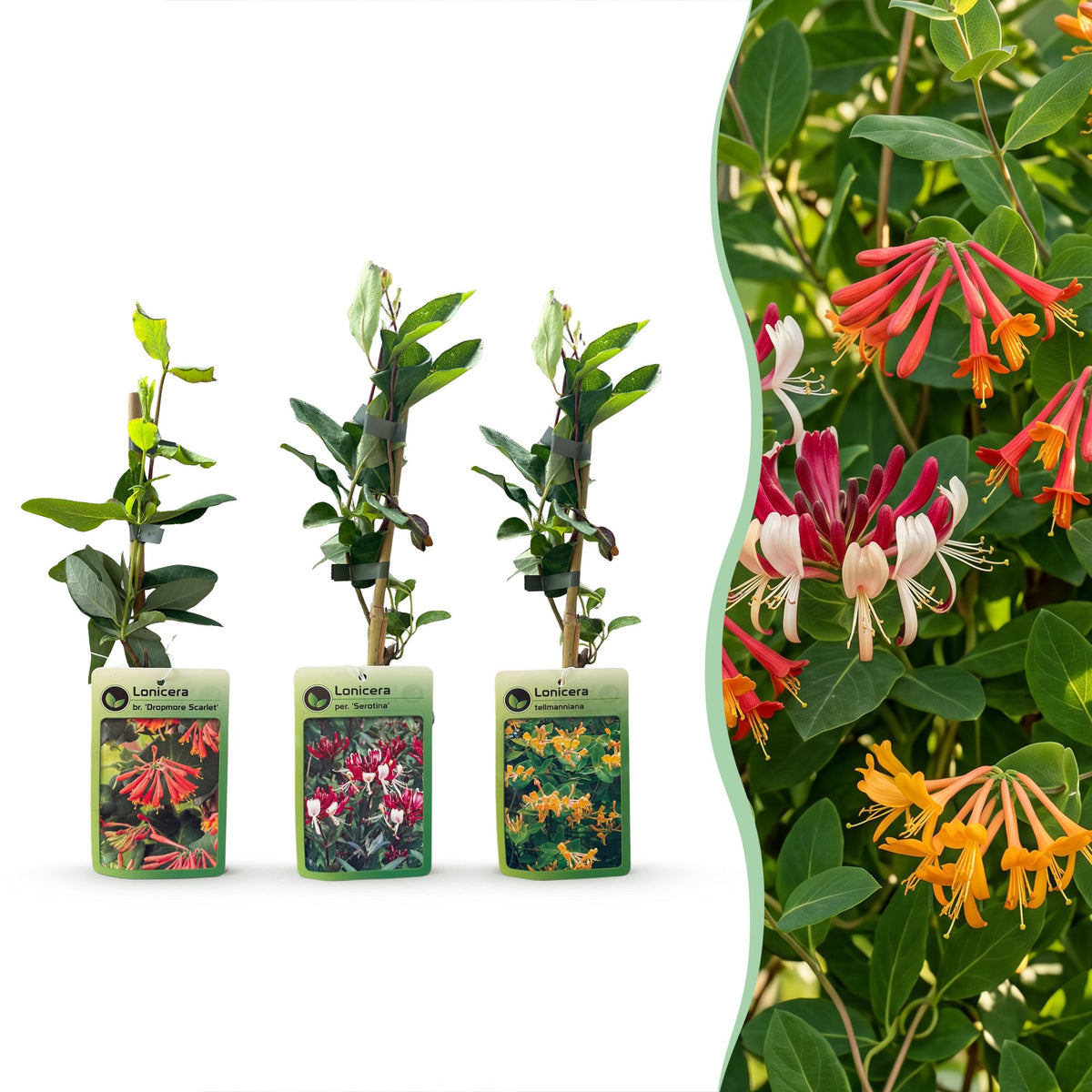 6x Lonicera Tricolour - Driekleurige kamperfoelie - Rood - Paars - Oranje - Geel - Klimplant - Ø9cm - ↕35cm