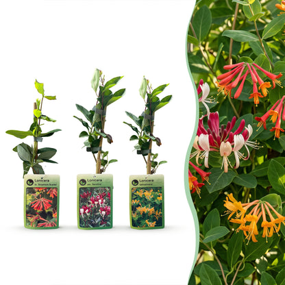 6x Lonicera Tricolour - Driekleurige kamperfoelie - Rood - Paars - Oranje - Geel - Klimplant - Ø9cm - ↕35cm