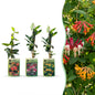 6x Lonicera Tricolour - Driekleurige kamperfoelie - Rood - Paars - Oranje - Geel - Klimplant - Ø9cm - ↕35cm