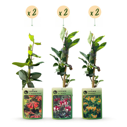 6x Lonicera Tricolour - Driekleurige kamperfoelie - Rood - Paars - Oranje - Geel - Klimplant - Ø9cm - ↕35cm