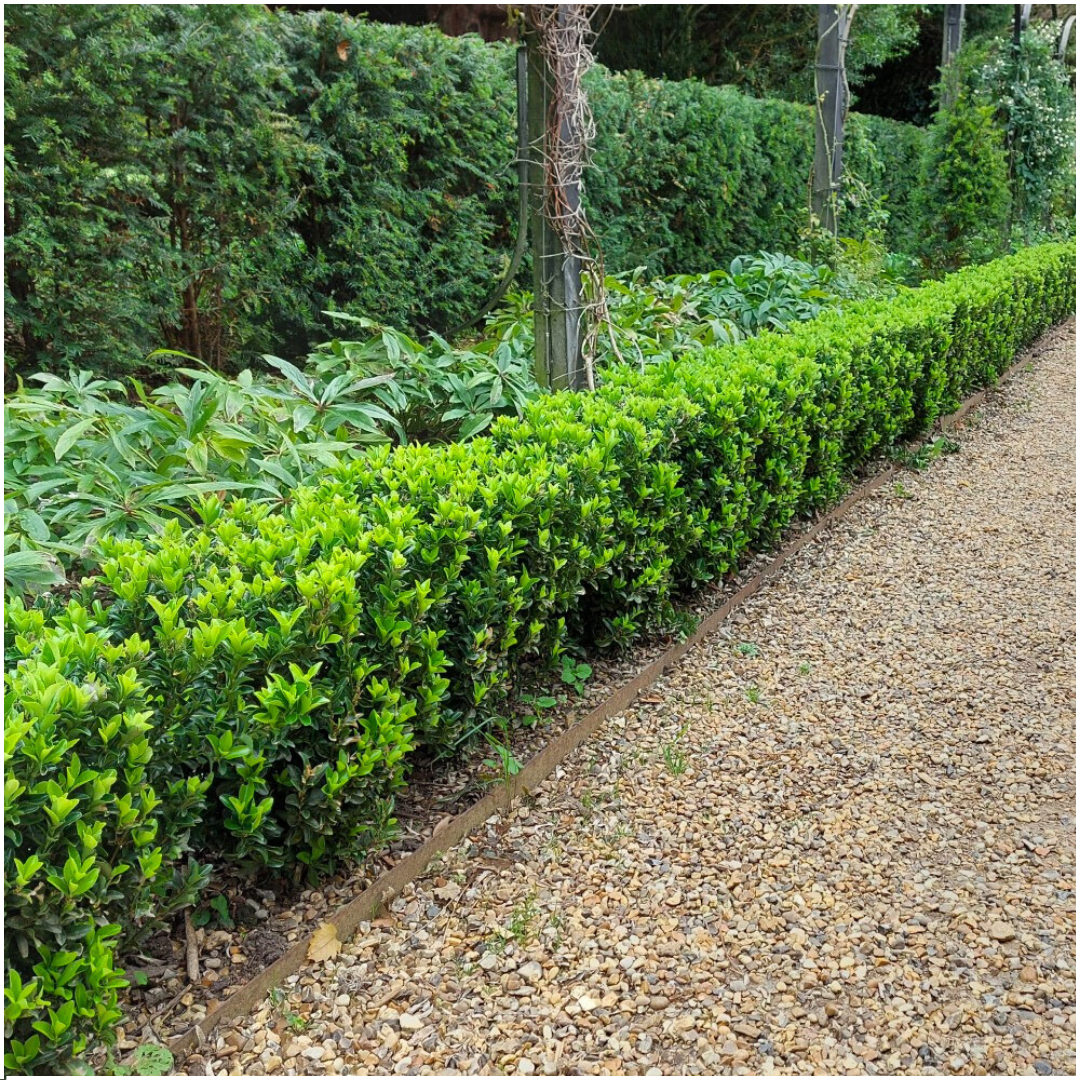 8 x 6 pack Euonymus 'Green Spire' - Ø 7 cm - ↨ 15 cm