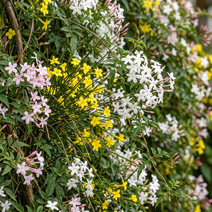 6x Jasminum Tricolour - Driekleurige jasmijn - Geel - Wit - Roze - Klimplant - Ø9cm - ↕35cm