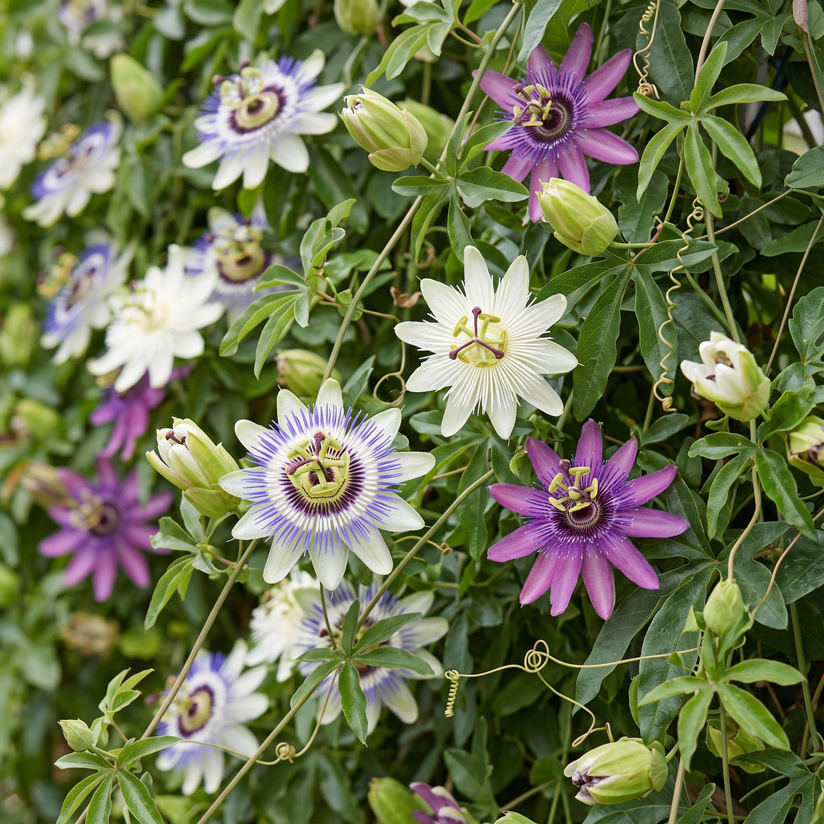6x Passiflora Tricolour - Driekleurige passiebloem - Wit - Paars - Roze - Klimplant - Ø9cm - ↕35cm