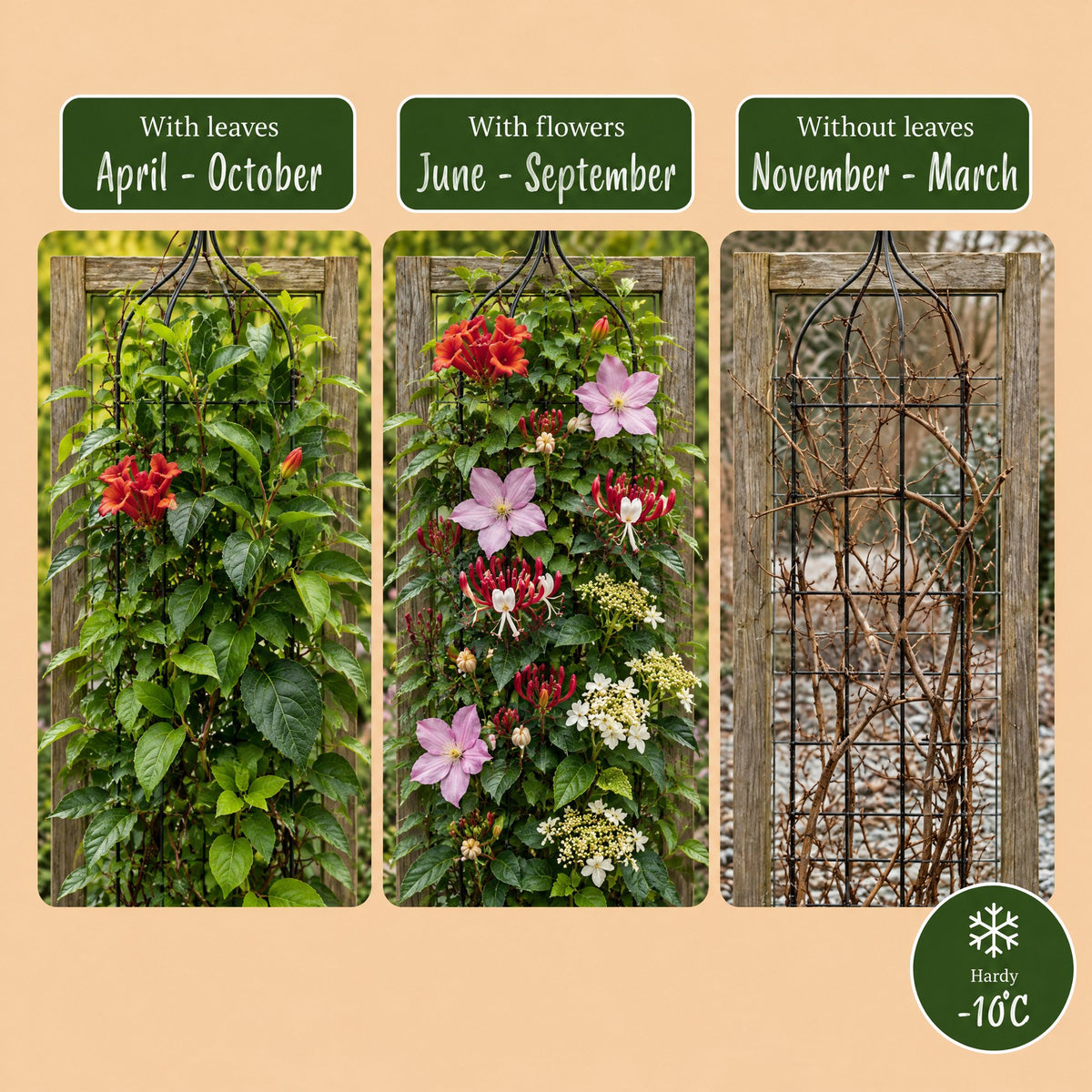 8x Klimplanten Rainbow Courfull - Regenboog klimplant - Licht Roze - Wit - Paars - Klimplant - Ø9cm - ↕35cm