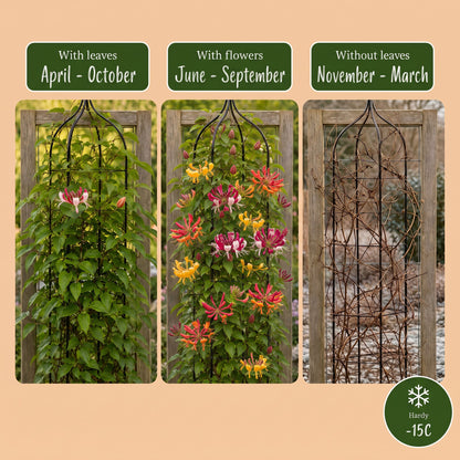 6x Lonicera Tricolour - Driekleurige kamperfoelie - Rood - Paars - Oranje - Geel - Klimplant - Ø9cm - ↕35cm