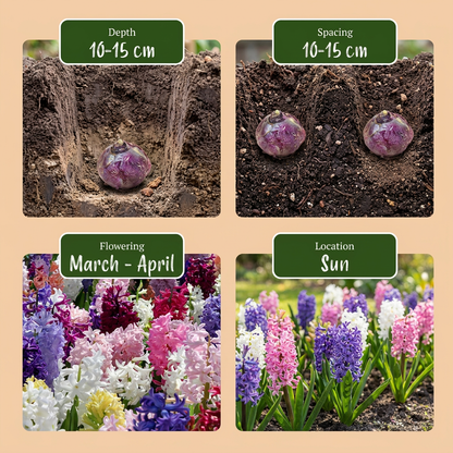 40x Hyacinthus mix - Hyacint mix - Diversen - Voorjaarsbloeier - Bolmaat 14/15