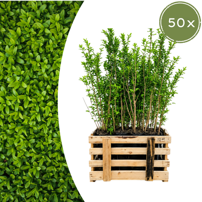 Palletdeal Haagplanten:  50 Ligustrum Ovalifolium ↕ 80-100 - Ø 19cm | Mini Pallet