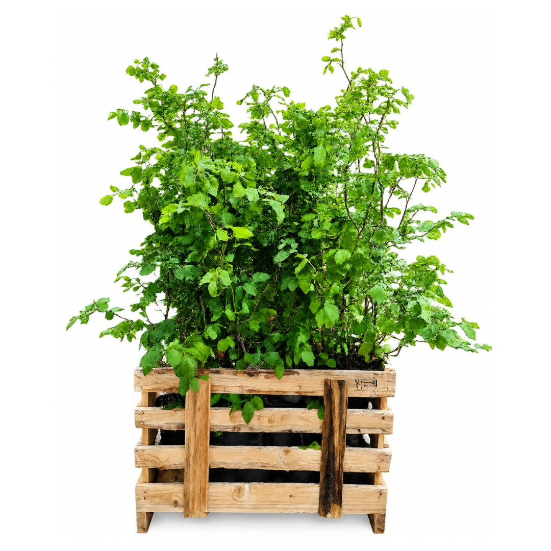 Palletdeal Haagplanten:  50 Fagus sylvatica ↕ 80-100 - Ø 19cm | Mini Pallet