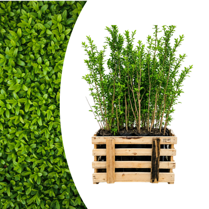 Palletdeal Haagplanten:  50 Ligustrum Ovalifolium ↕ 80-100 - Ø 19cm | Mini Pallet