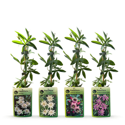 8x Passiflora Regenboog - Passiflora Rainbow - Wit - Paars - Roze - Paars - Klimplant - Ø9cm - ↕35cm