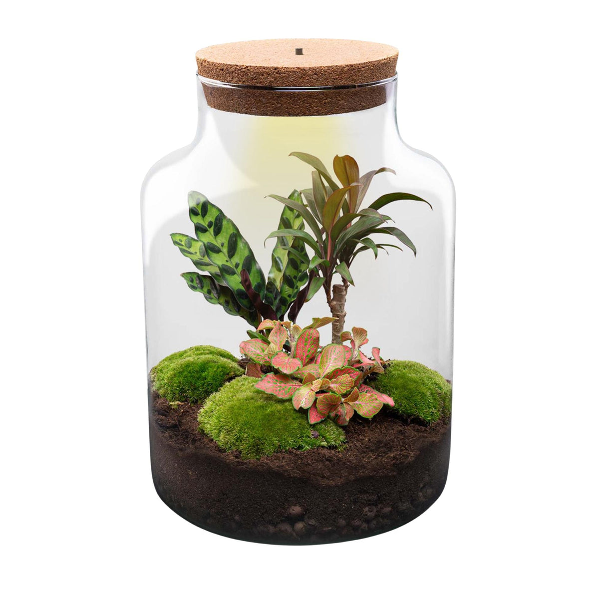 DIY Planten terrarium met licht - Milky - Ø 21 cm ↑ 30 cm - Rake + Shovel + Tweezer