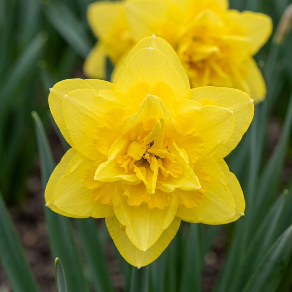 40x Narcissus Golden Ducat - Gevulde gele narcis - Geel - Voorjaarsbloeier - Bolmaat 12/14