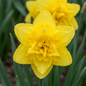 40x Narcissus Golden Ducat - Gevulde gele narcis - Geel - Voorjaarsbloeier - Bolmaat 12/14
