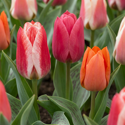 60x Tulipa Greigii mix - Greigii-tulp mix - Diversen - Voorjaarsbloeier - Bolmaat 11/12