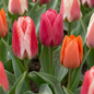 60x Tulipa Greigii mix - Greigii-tulp mix - Diversen - Voorjaarsbloeier - Bolmaat 11/12