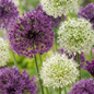 60x Allium Purple - White Mix - Sierui paars-wit mengsel - Paars en Wit - Zomerbloeier - Bolmaat 10/12