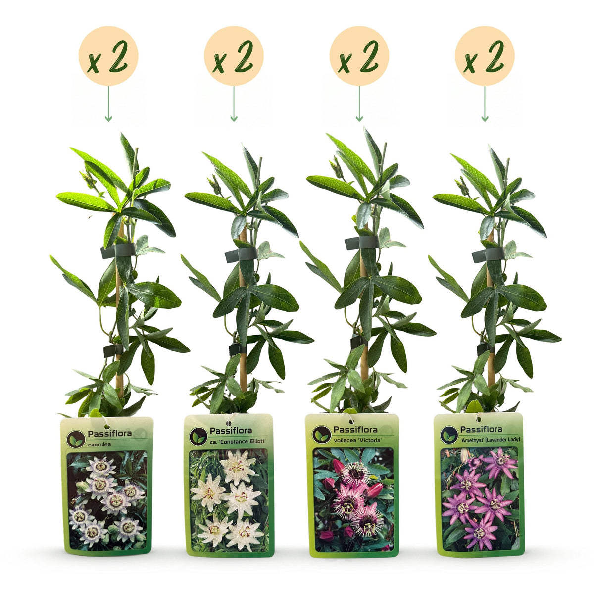8x Passiflora Regenboog - Passiflora Rainbow - Wit - Paars - Roze - Paars - Klimplant - Ø9cm - ↕35cm