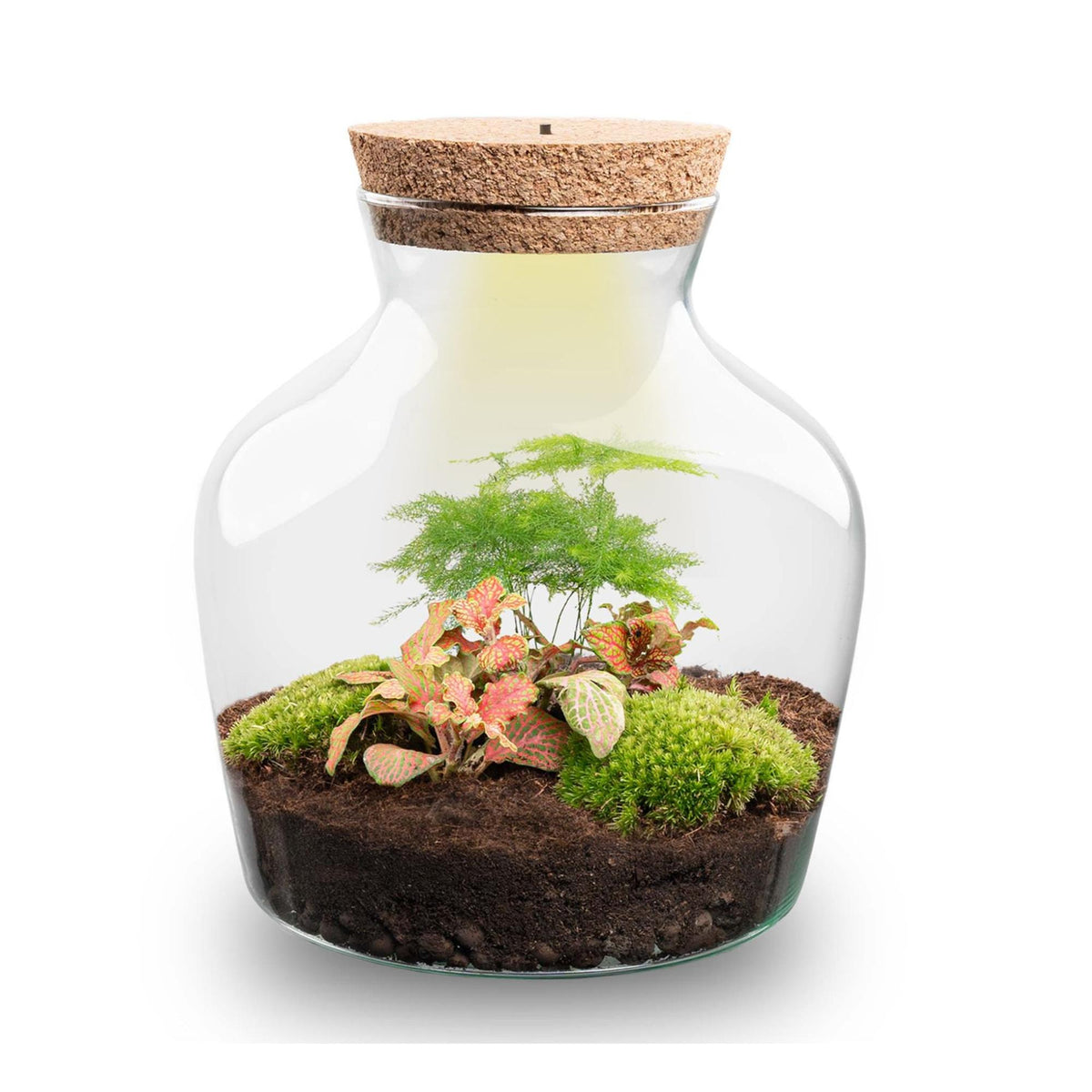 DIY terrarium - Little Joe met licht - ↕ 21,5 cm - Rake + Shovel + Tweezer