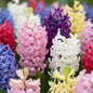 40x Hyacinthus mix - Hyacint mix - Diversen - Voorjaarsbloeier - Bolmaat 14/15
