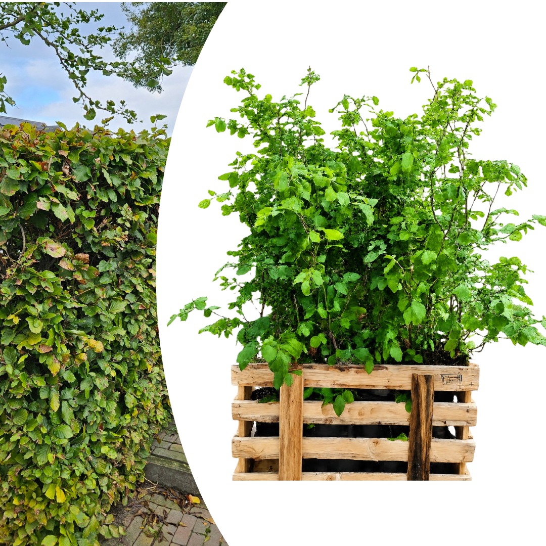 Palletdeal Haagplanten:  50 Fagus sylvatica ↕ 80-100 - Ø 19cm | Mini Pallet