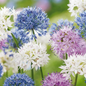 60x Allium Buzzing Beauties - Sierui Buzzing Beauties - Diversen - Zomerbloeier - Bolmaat 6/7
