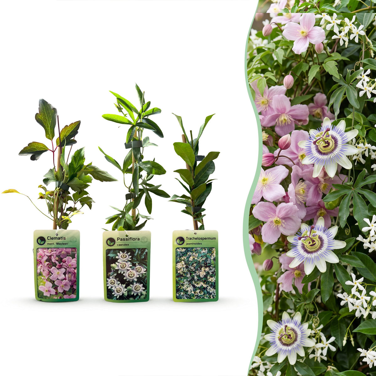 6x Klimplaten Tricolor Colourfull - Driekleurige klimplant - Licht Roze - Wit - Paars - Klimplant - Ø9cm - ↕35cm