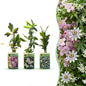 6x Klimplaten Tricolor Colourfull - Driekleurige klimplant - Licht Roze - Wit - Paars - Klimplant - Ø9cm - ↕35cm