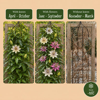 8x Passiflora Regenboog - Passiflora Rainbow - Wit - Paars - Roze - Paars - Klimplant - Ø9cm - ↕35cm