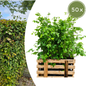 Palletdeal Haagplanten:  50 Fagus sylvatica ↕ 80-100 - Ø 19cm | Mini Pallet