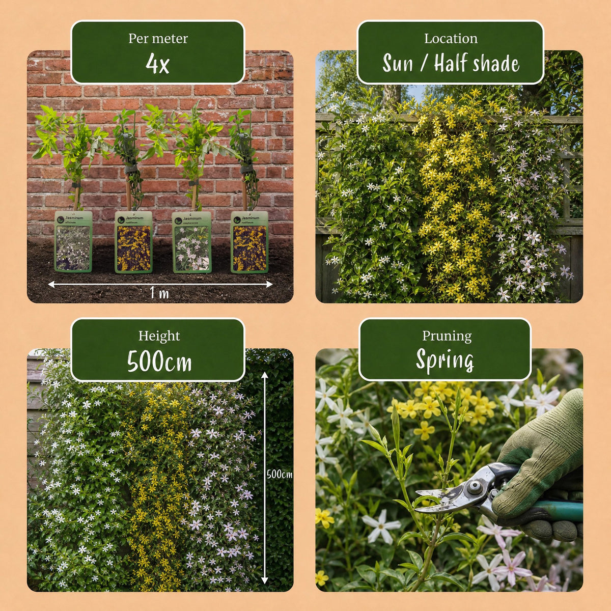 6x Jasminum Tricolour - Driekleurige jasmijn - Geel - Wit - Roze - Klimplant - Ø9cm - ↕35cm