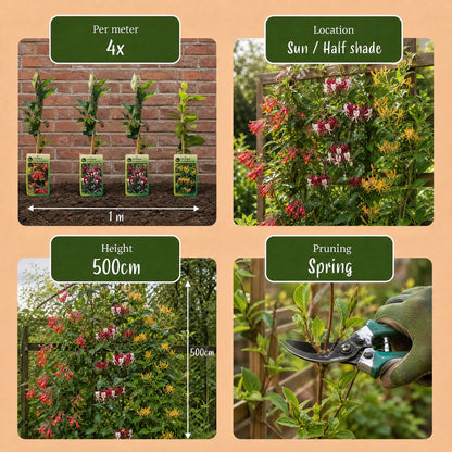 6x Lonicera Tricolour - Driekleurige kamperfoelie - Rood - Paars - Oranje - Geel - Klimplant - Ø9cm - ↕35cm