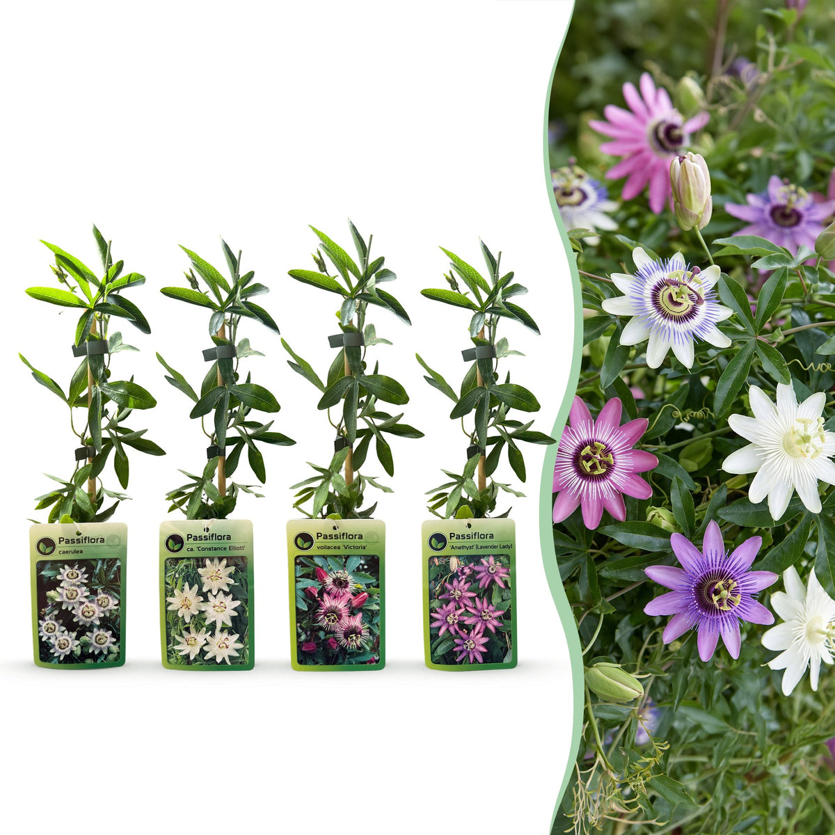 8x Passiflora Regenboog - Passiflora Rainbow - Wit - Paars - Roze - Paars - Klimplant - Ø9cm - ↕35cm