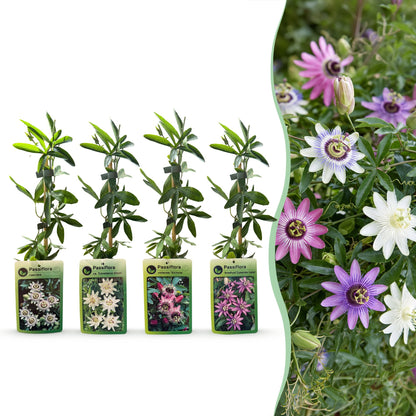 8x Passiflora Regenboog - Passiflora Rainbow - Wit - Paars - Roze - Paars - Klimplant - Ø9cm - ↕35cm