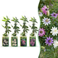 8x Passiflora Regenboog - Passiflora Rainbow - Wit - Paars - Roze - Paars - Klimplant - Ø9cm - ↕35cm