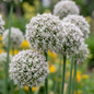160x Allium Ping Pong - Sierui Ping Pong - Wit - Zomerbloeier - Bolmaat 6/7