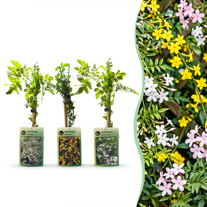 6x Jasminum Tricolour - Driekleurige jasmijn - Geel - Wit - Roze - Klimplant - Ø9cm - ↕35cm