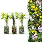 6x Jasminum Tricolour - Driekleurige jasmijn - Geel - Wit - Roze - Klimplant - Ø9cm - ↕35cm