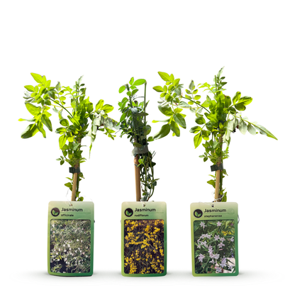 6x Jasminum Tricolour - Driekleurige jasmijn - Geel - Wit - Roze - Klimplant - Ø9cm - ↕35cm