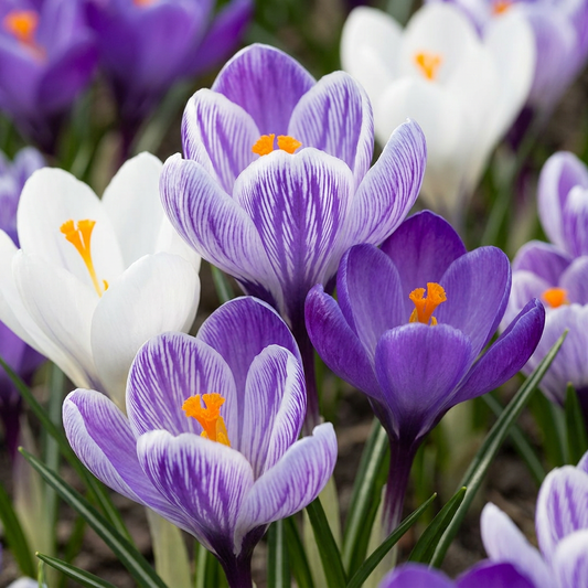 120x Crocus Blue - White - Krokus - Blauw en Wit - Verwilderingsbol - Bolmaat 7/8