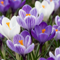 120x Crocus Blue - White - Krokus - Blauw en Wit - Verwilderingsbol - Bolmaat 7/8