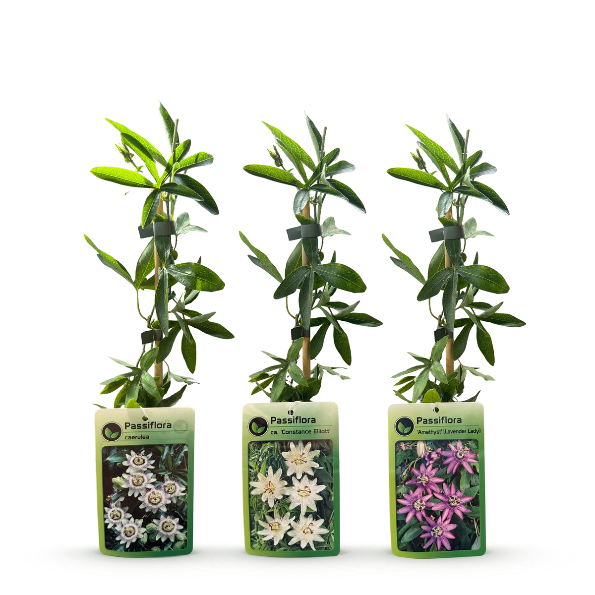 6x Passiflora Tricolour - Driekleurige passiebloem - Wit - Paars - Roze - Klimplant - Ø9cm - ↕35cm