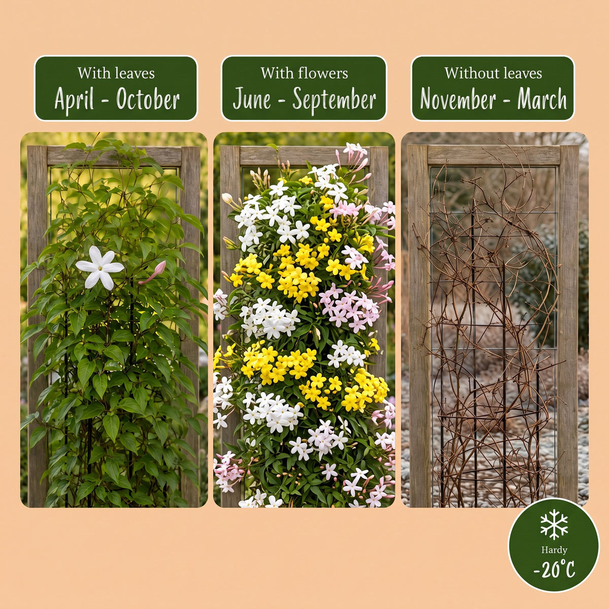 6x Jasminum Tricolour - Driekleurige jasmijn - Geel - Wit - Roze - Klimplant - Ø9cm - ↕35cm