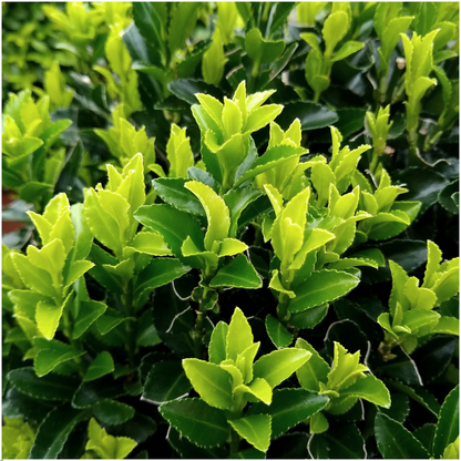 8 x 6 pack Euonymus 'Green Spire' - Ø 7 cm - ↨ 15 cm