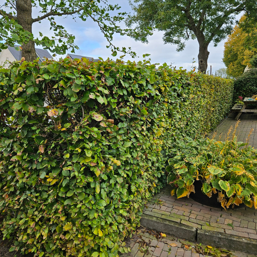 Palletdeal Haagplanten:  50 Fagus sylvatica ↕ 80-100 - Ø 19cm | Mini Pallet
