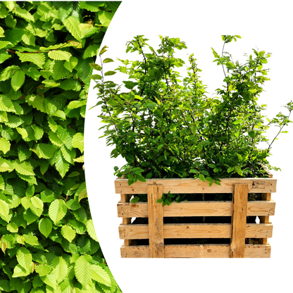 Palletdeal Haagplanten:  50 Carpinus Betulus ↕ 80-100 - Ø 19cm | Mini Pallet