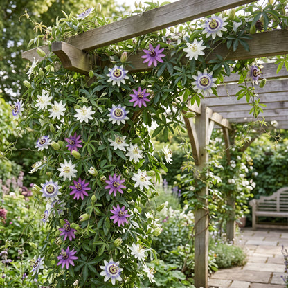 6x Passiflora Tricolour - Driekleurige passiebloem - Wit - Paars - Roze - Klimplant - Ø9cm - ↕35cm