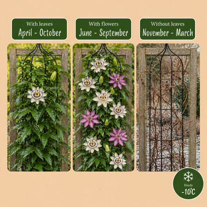 6x Passiflora Tricolour - Driekleurige passiebloem - Wit - Paars - Roze - Klimplant - Ø9cm - ↕35cm