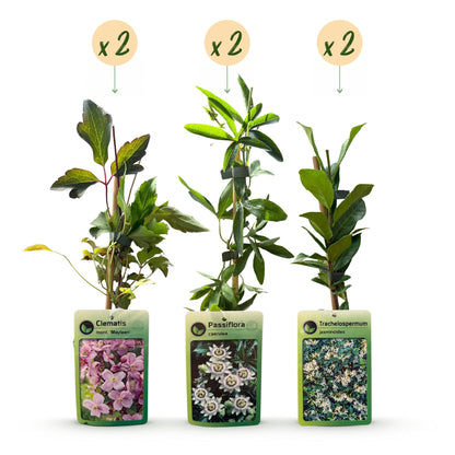 6x Klimplaten Tricolor Colourfull - Driekleurige klimplant - Licht Roze - Wit - Paars - Klimplant - Ø9cm - ↕35cm