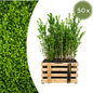 Palletdeal Haagplanten:  50 Ligustrum Ovalifolium ↕ 60-80 - Ø 19cm | Mini Pallet
